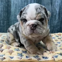 Dozer, a male English Bulldog for sale in Centralia, KS – 4 of 4