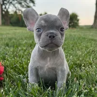Frankie, a female French Bulldog for sale in Centralia, KS – 4 of 5