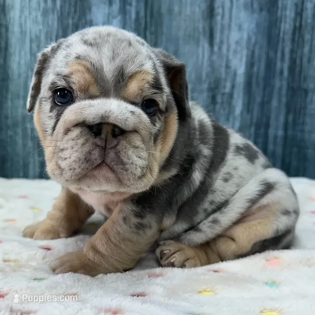 Zoey – English Bulldog puppy for sale in Centralia, KS