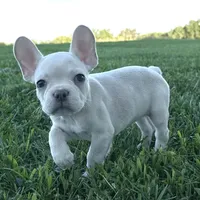 Maisie, a female French Bulldog for sale in Centralia, KS – 3 of 9