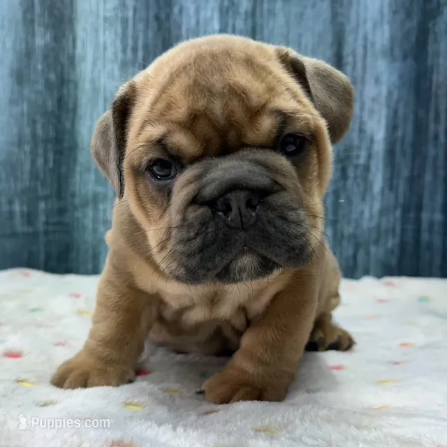 Roxy – English Bulldog puppy for sale in Centralia, KS
