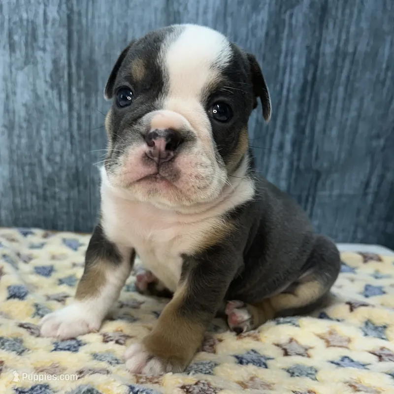 ROCKY 75 – English Bulldog puppy for sale in Centralia, KS