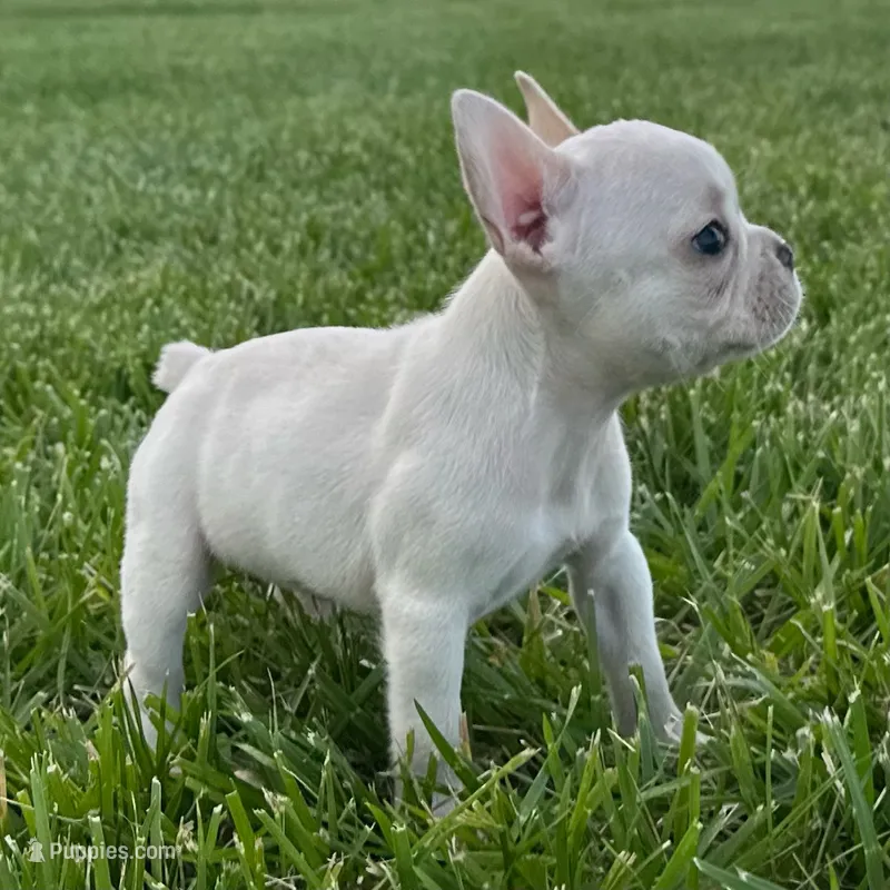 Phoebe – French Bulldog puppy for sale in Centralia, KS