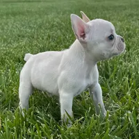 Phoebe, a female French Bulldog for sale in Centralia, KS – 1 of 6