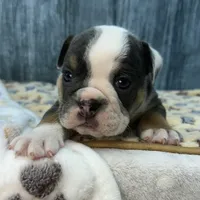 ROCKY 75, a male English Bulldog for sale in Centralia, KS – 2 of 3