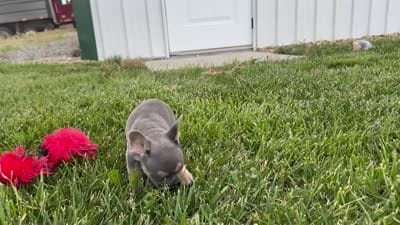 Bella, a female French Bulldog for sale in Centralia, KS – 7 of 7