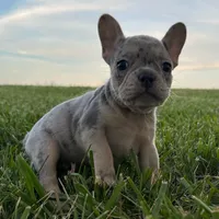 Pebbles, a female French Bulldog for sale in Centralia, KS – 5 of 6