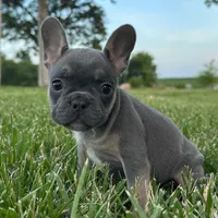 Chip, a female French Bulldog for sale in Centralia, KS – 5 of 7