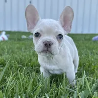 Maisie, a female French Bulldog for sale in Centralia, KS – 4 of 9