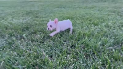 Maisie, a female French Bulldog for sale in Centralia, KS – 6 of 6
