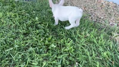 Biscuit, a male French Bulldog for sale in Centralia, KS – 10 of 10