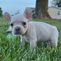 Maisie, a female French Bulldog for sale in Centralia, KS – 3 of 6
