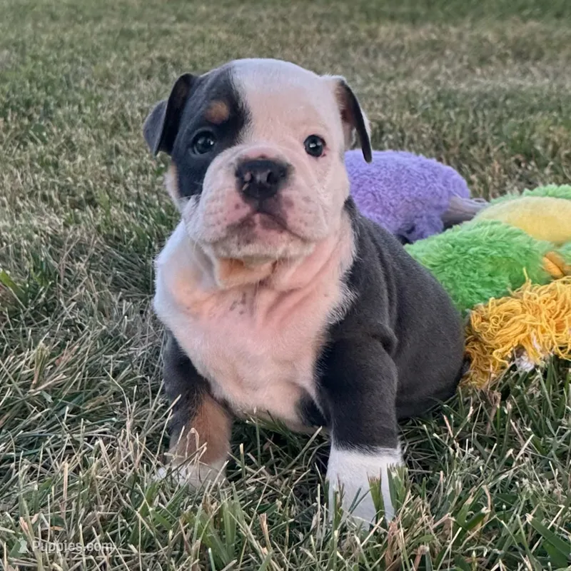 OTIS 78 – English Bulldog puppy for sale in Centralia, KS