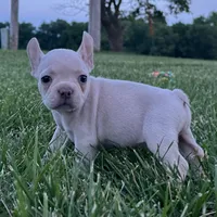 Maisie, a female French Bulldog for sale in Centralia, KS – 5 of 6