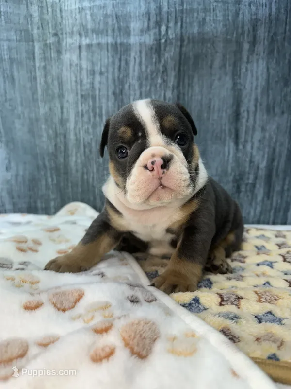DIESEL 74 – English Bulldog puppy for sale in Centralia, KS