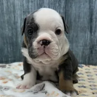 BRUTUS 77, a male English Bulldog for sale in Centralia, KS – 1 of 3