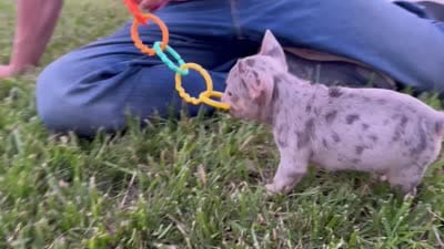 Pebbles, a female French Bulldog for sale in Centralia, KS – 6 of 6