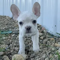 Maisie, a female French Bulldog for sale in Centralia, KS – 8 of 9