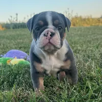 Diesel, a male English Bulldog for sale in Centralia, KS – 6 of 6