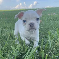 Biscuit, a male French Bulldog for sale in Centralia, KS – 9 of 10