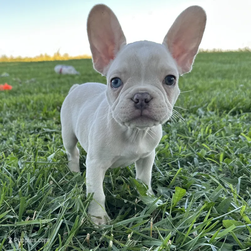 Biscuit – French Bulldog puppy for sale in Centralia, KS