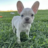Biscuit, a male French Bulldog for sale in Centralia, KS – 1 of 10