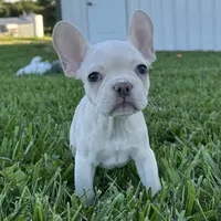Maisie, a female French Bulldog for sale in Centralia, KS – 7 of 9