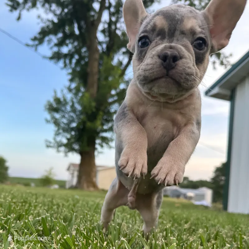 Stitch  – French Bulldog puppy for sale in Centralia, KS
