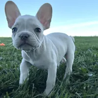 Biscuit, a male French Bulldog for sale in Centralia, KS – 7 of 10