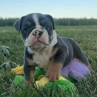 Diesel, a male English Bulldog for sale in Centralia, KS – 4 of 6
