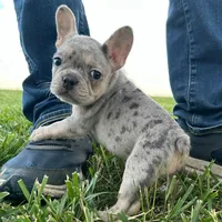 Pebbles, a female French Bulldog for sale in Centralia, KS – 2 of 6