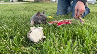 Chip, a female French Bulldog for sale in Centralia, KS – 7 of 7