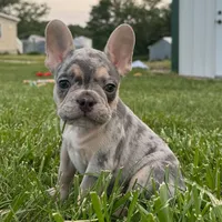 Stitch , a female French Bulldog for sale in Centralia, KS – 2 of 5