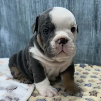 BRUTUS 77, a male English Bulldog for sale in Centralia, KS – 2 of 3