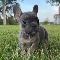 Chip, a female French Bulldog for sale in Centralia, KS – 4 of 7