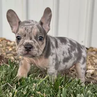 Maverick, a female French Bulldog for sale in Centralia, KS – 2 of 5