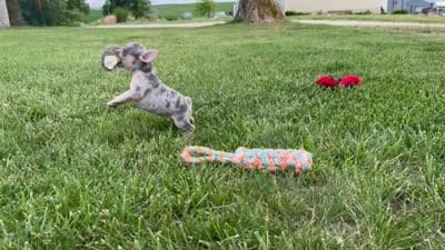 Stitch , a female French Bulldog for sale in Centralia, KS – 5 of 5