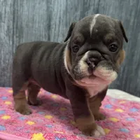 DAISY 79, a female English Bulldog for sale in Centralia, KS – 2 of 3