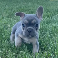 Bella, a female French Bulldog for sale in Centralia, KS – 4 of 7
