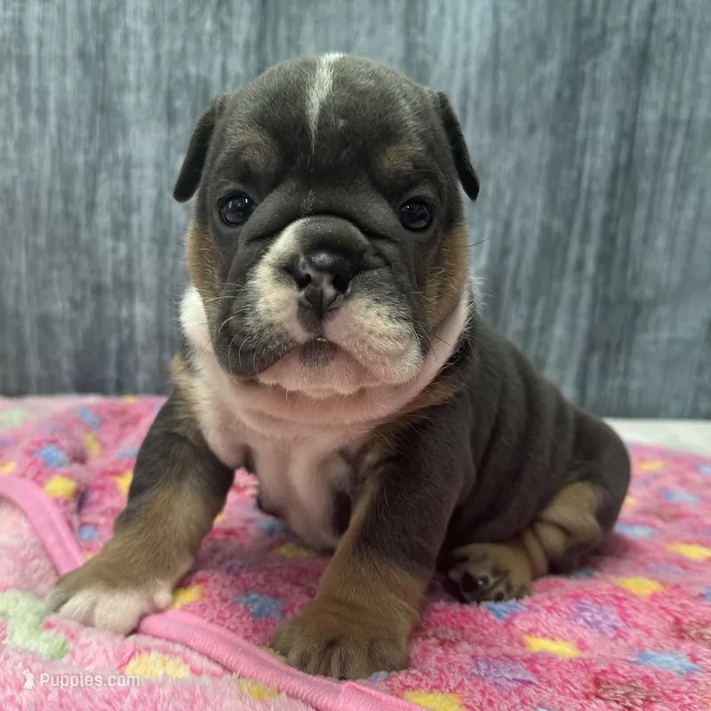 DAISY 79 – English Bulldog puppy for sale in Centralia, KS
