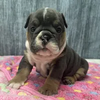 DAISY 79, a female English Bulldog for sale in Centralia, KS – 1 of 3