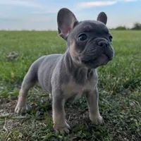 Chip, a female French Bulldog for sale in Centralia, KS – 6 of 7