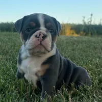 Diesel, a male English Bulldog for sale in Centralia, KS – 5 of 6