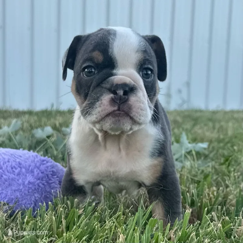 ROCKY 75 – English Bulldog puppy for sale in Centralia, KS