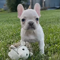 Phoebe, a female French Bulldog for sale in Centralia, KS – 4 of 6