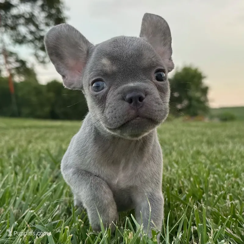 Frankie – French Bulldog puppy for sale in Centralia, KS