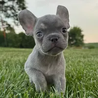 Frankie, a female French Bulldog for sale in Centralia, KS – 1 of 5