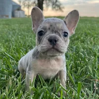 Pebbles, a female French Bulldog for sale in Centralia, KS – 3 of 6