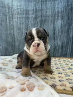 DIESEL 74, a male English Bulldog for sale in Centralia, KS – 2 of 3