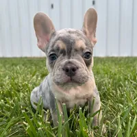 Stitch , a female French Bulldog for sale in Centralia, KS – 4 of 5